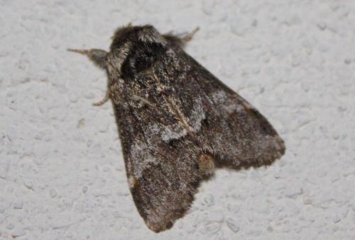 Drymonia dodonaea